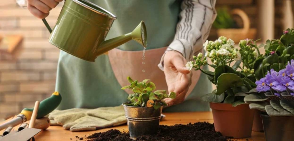 آشنایی با گیاه بنفشه آفریقایی مینیاتوری و نحوه نگهداری از آن